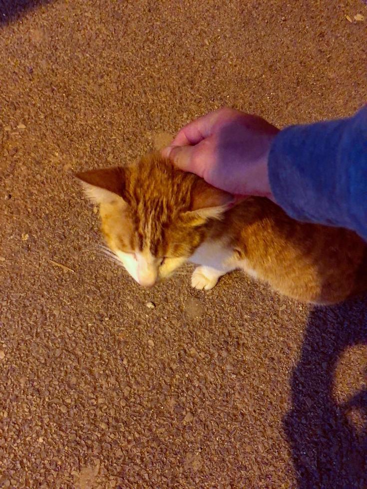 Cat charm and attractiveness wonders of feline companions photo