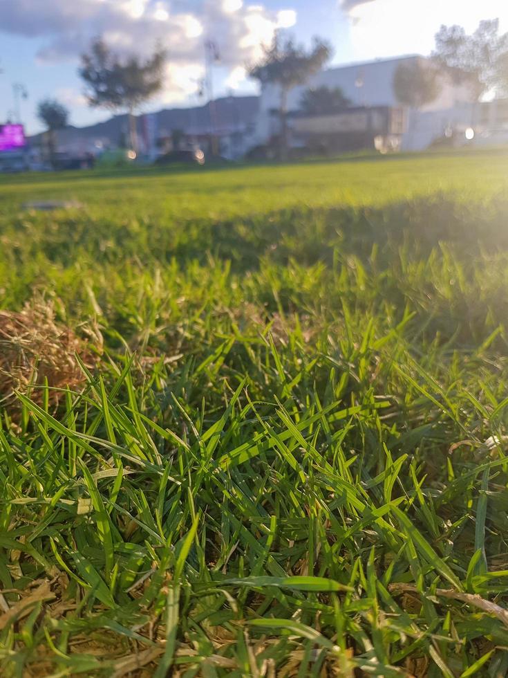 Nature magnificence a stunning sunset on the lawn photo