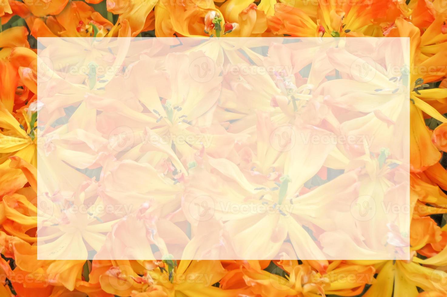 Yellow tulips wide open blurred background with semi transparent blank white text frame. Natural flowers image with translucent copy space. Greeting card for springtime holidays. photo