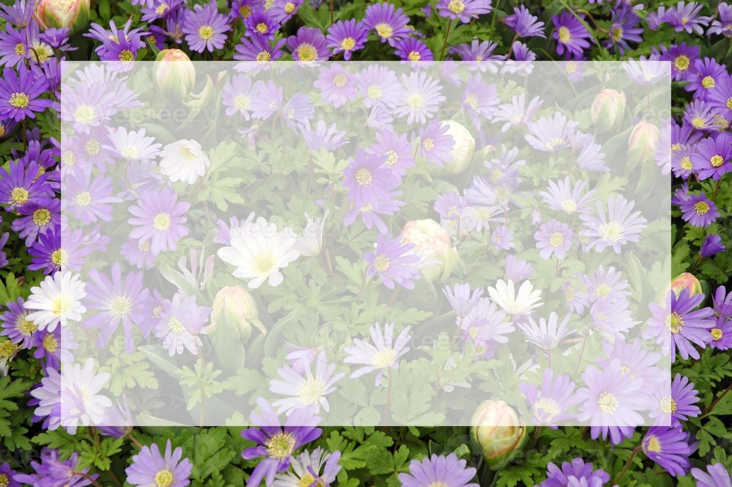 Purple blue windflowers blurred image with semi transparent blank text frame. Natural flowers background with copy space. Greeting card for spring holidays - Valentine's Day, Women's Day, Mother's Day photo