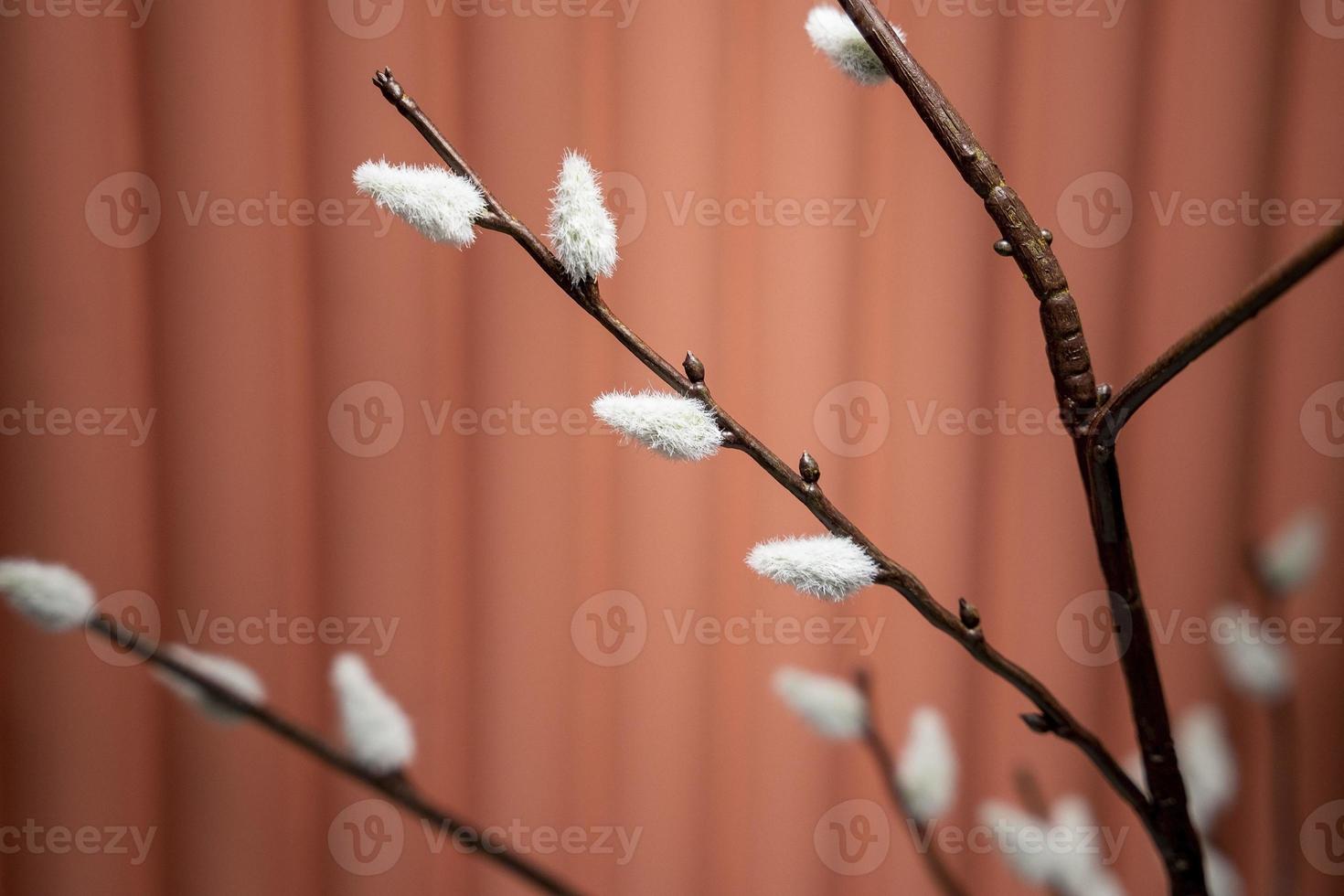 Apartment decoration, decorative willow branches on a red-brown background in home design photo
