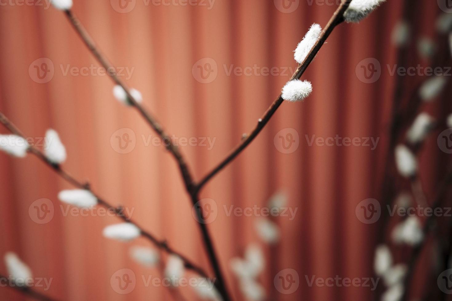 Decorative willow branches on a red-brown background in home design, blur photo