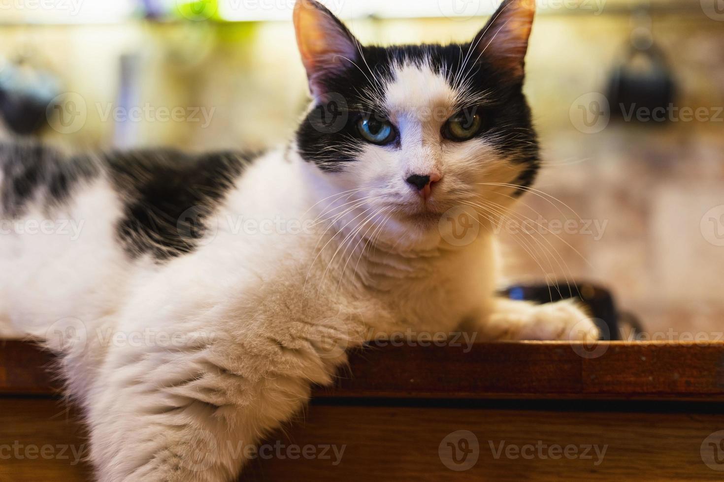 un blanco y negro Doméstico gato mentiras en el cocina mesa con sus pata colgando abajo y mira a el cámara, un gracioso gato foto