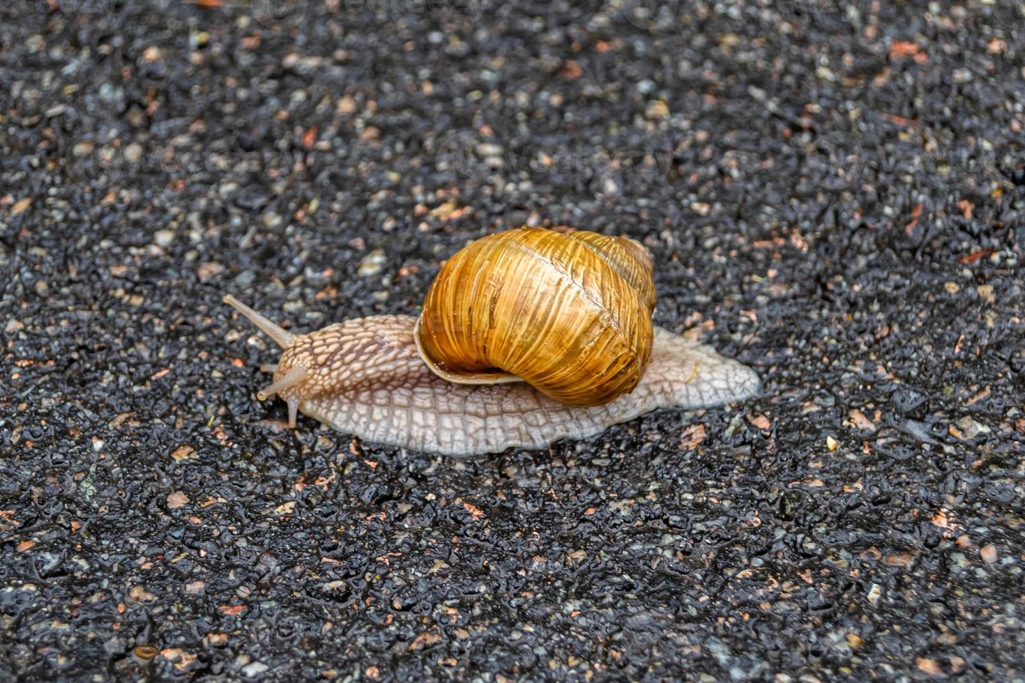 Big garden snail in shell crawling on wet road hurry home photo