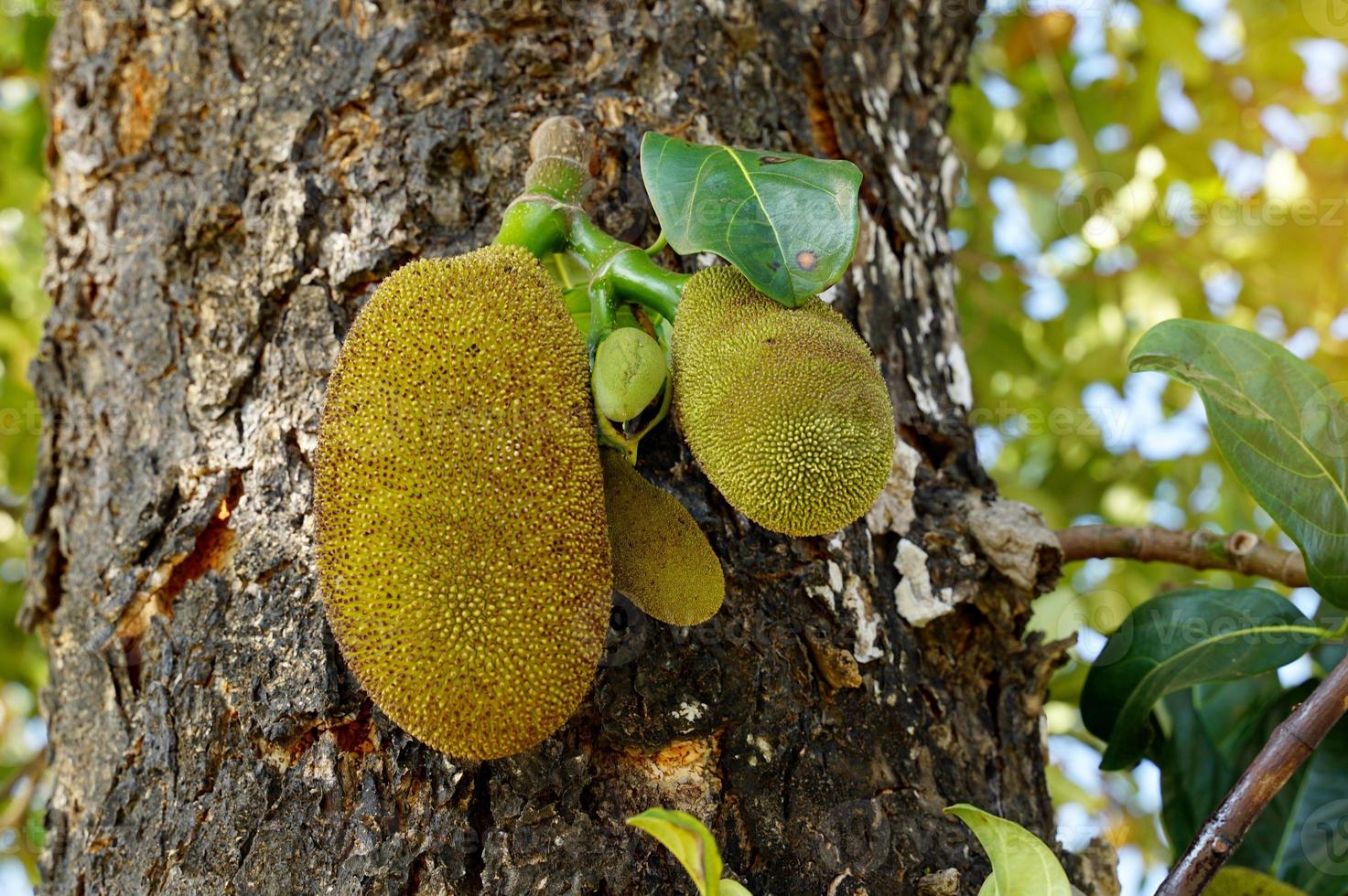Jackfruit is a perennial plant. The trunk and branches when wounded have thick white latex. The fruit is a large sum, unripe fruit, green rind, blunt thorns. photo
