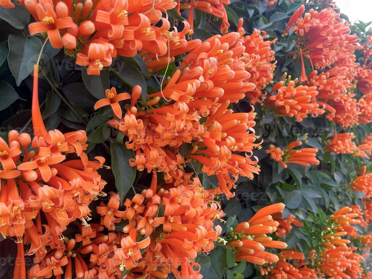 Orange Trumpet blooms in clusters of yellow-orange petals. The flower base is connected to a tube. The ends are spread into 5 petals and curled backwards. Soft and selective focus. photo