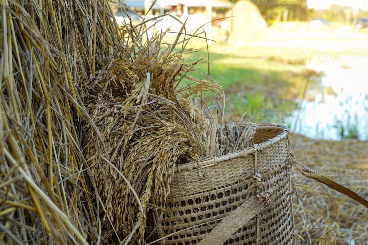 Yellow rice fields in bamboo baskets lying beside the haystack. Soft and selective focus. photo