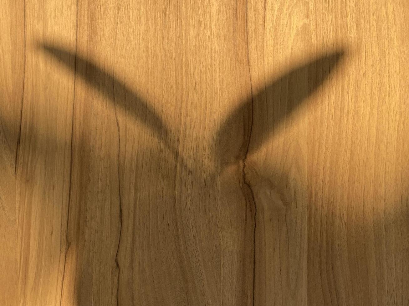 Shadow leaves on old wall background photo