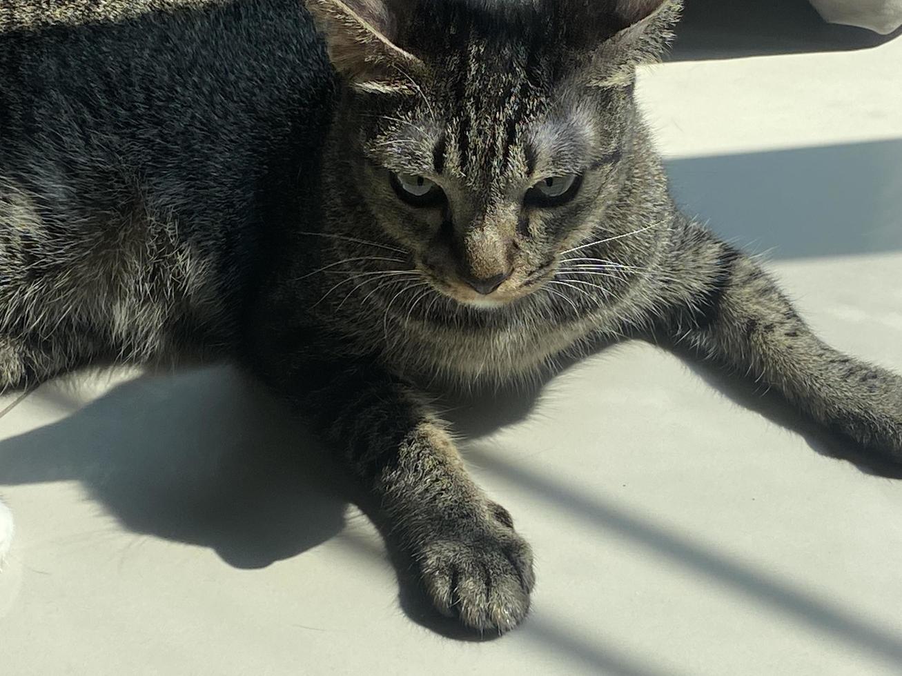 Cat sitting on chair photo