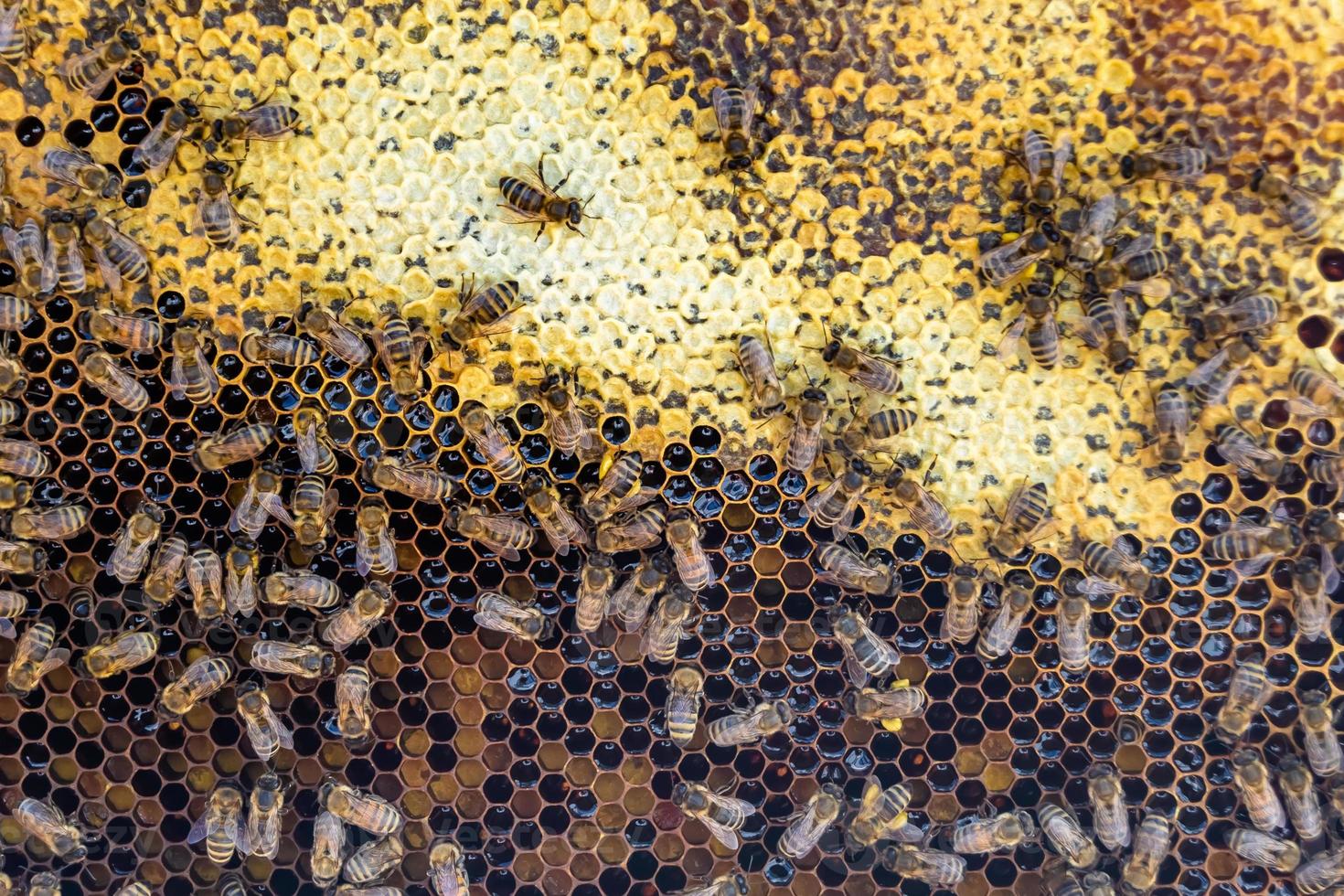 Abstract hexagon structure is honeycomb from bee hive filled photo