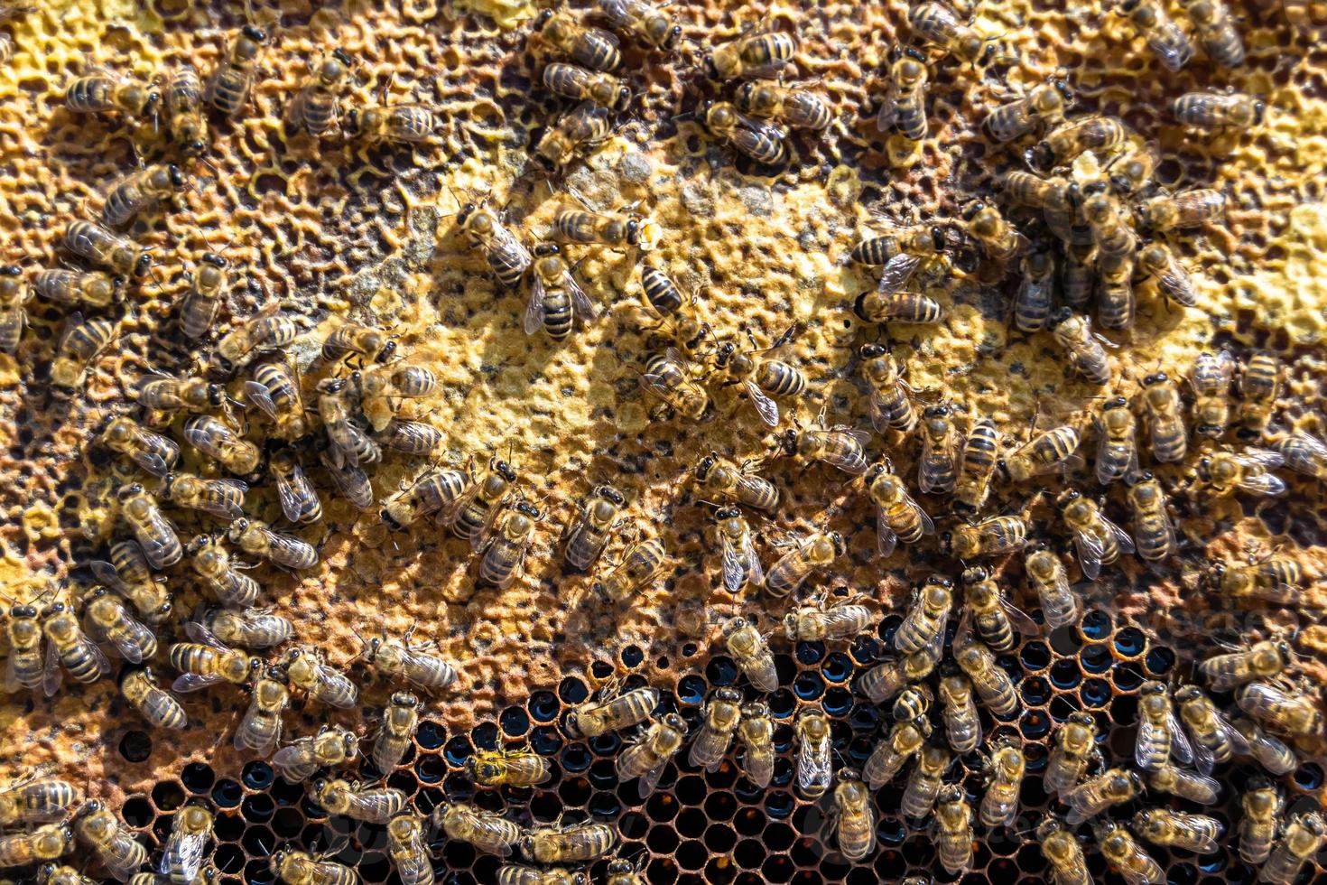Abstract hexagon structure is honeycomb from bee hive filled photo