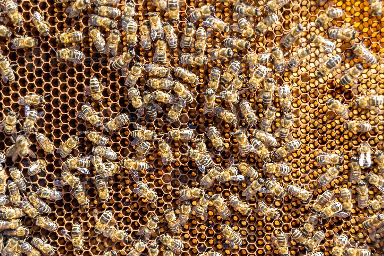 Abstract hexagon structure is honeycomb from bee hive filled photo
