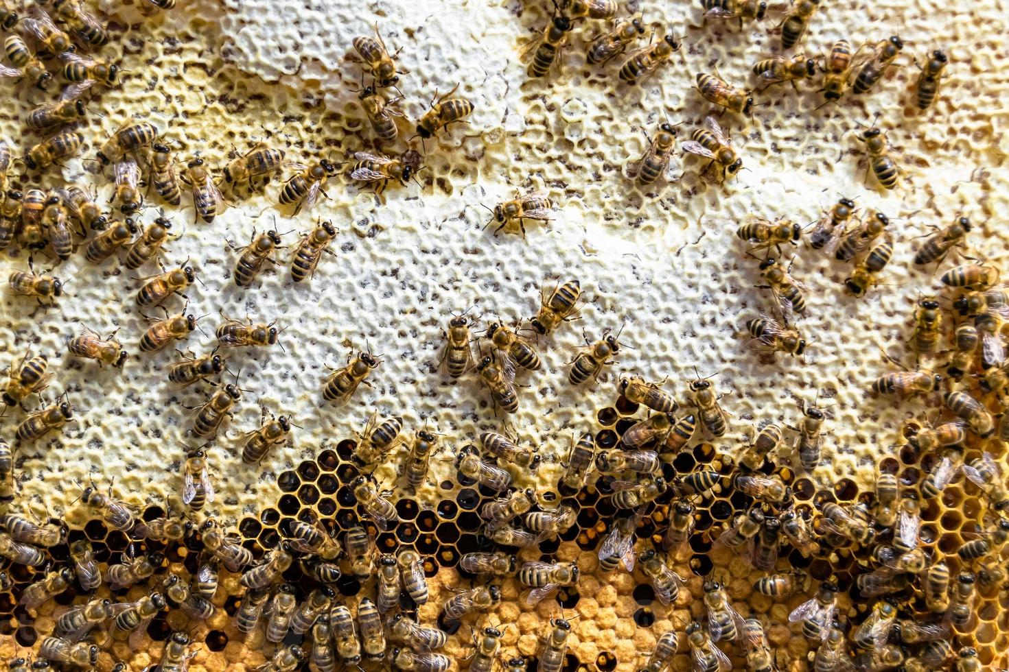 Abstract hexagon structure is honeycomb from bee hive filled photo
