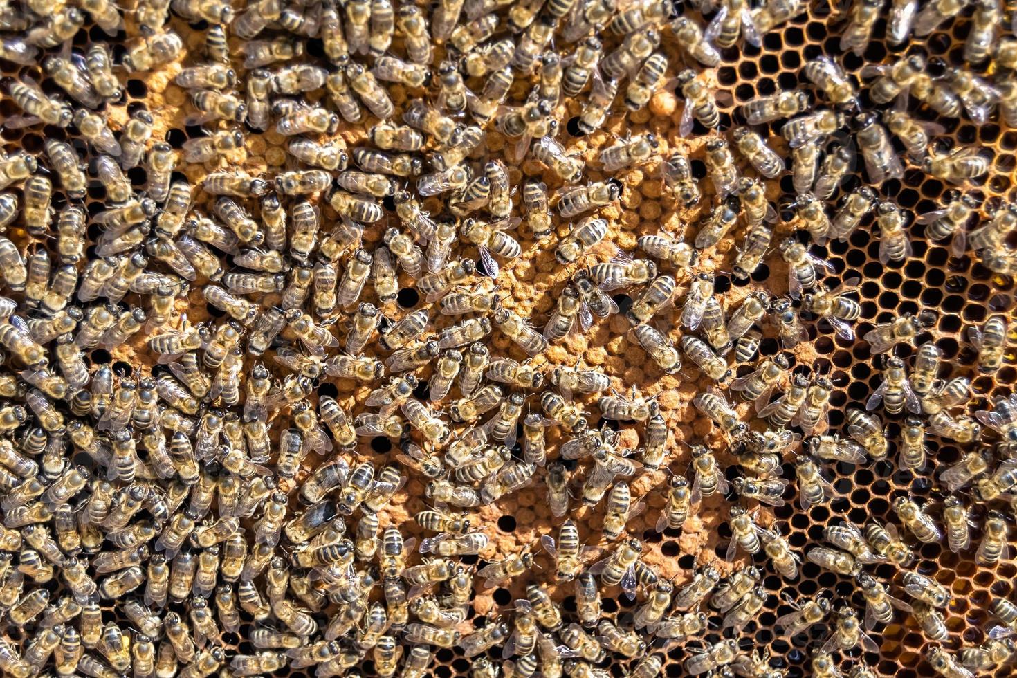 Abstract hexagon structure is honeycomb from bee hive filled photo