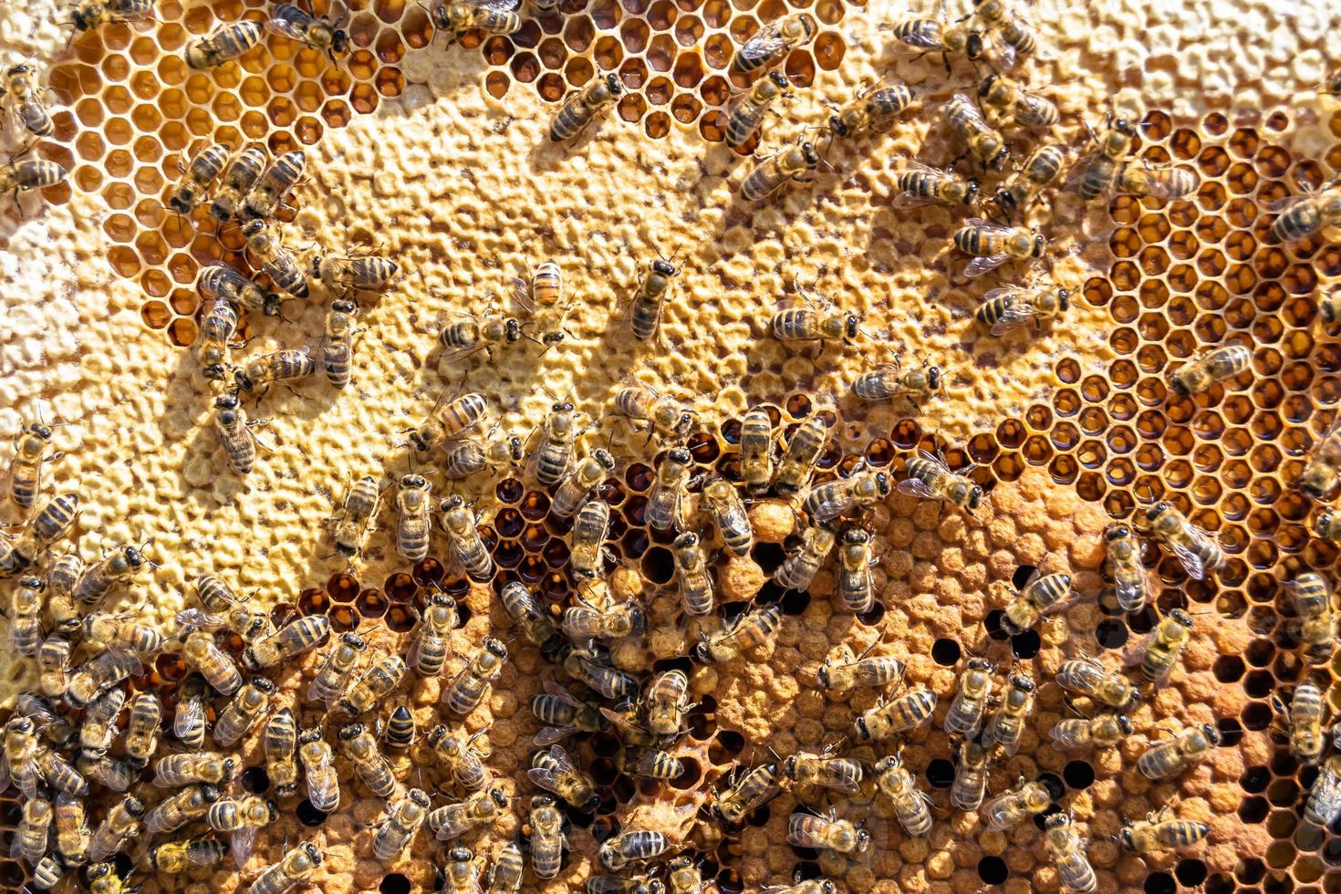 Abstract hexagon structure is honeycomb from bee hive filled photo