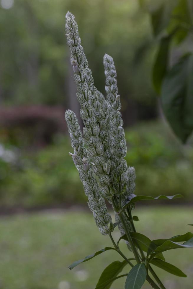 White shrimp plant or Justicia betonica is herb of Thailand used to Heal a wound and Help quench the poison. photo