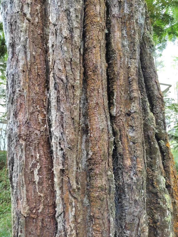 view of old pine tree trunks photo