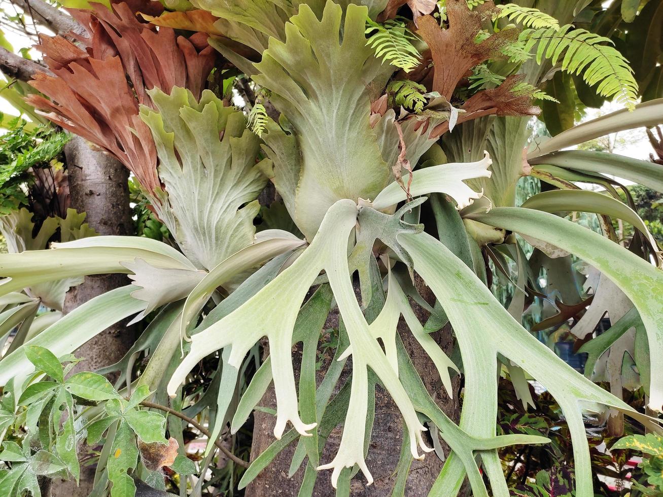 grande tanduk rusa planta, platycerium bifurcatum son en un árbol foto