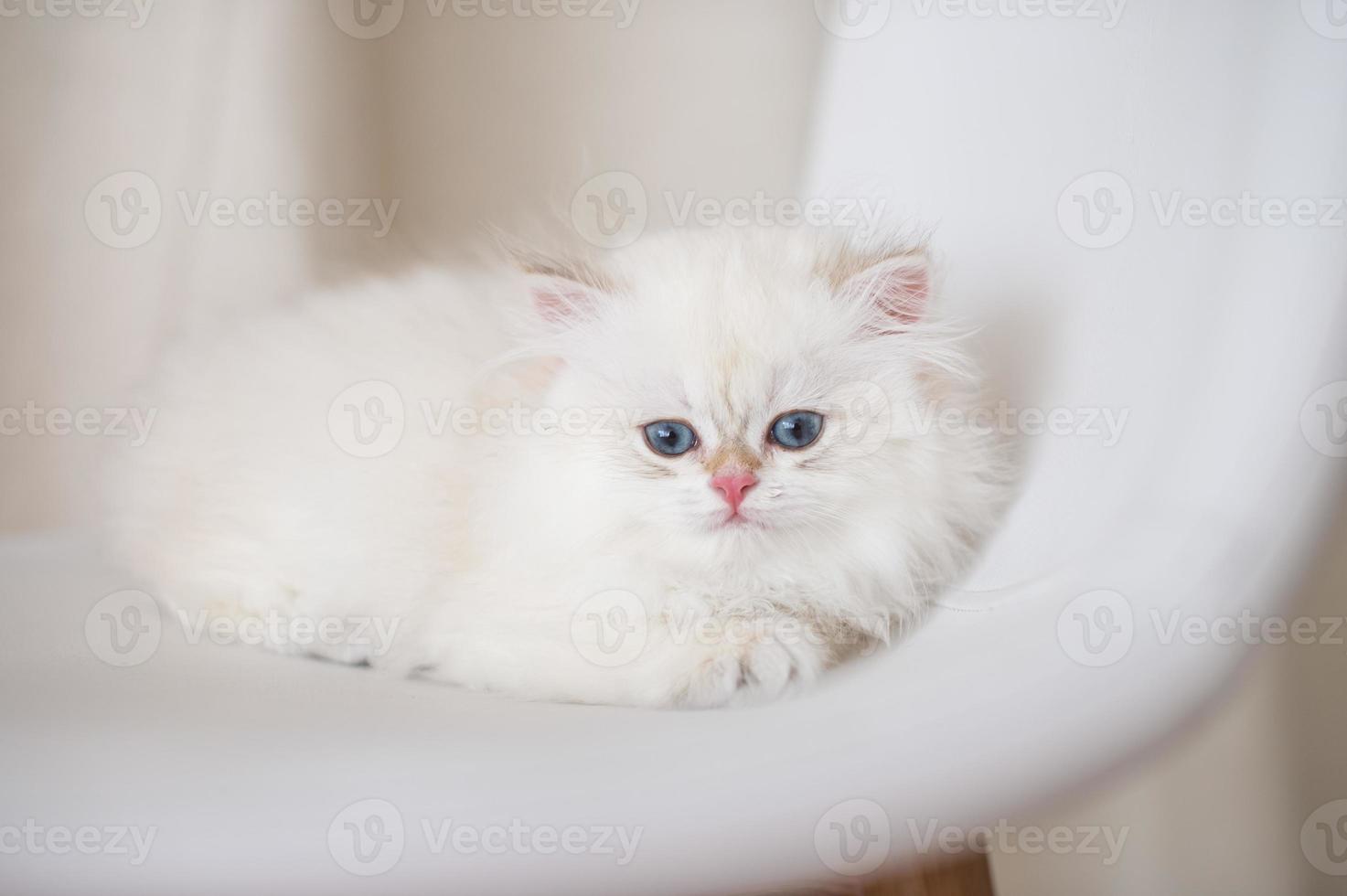 White longhair british kitten photo