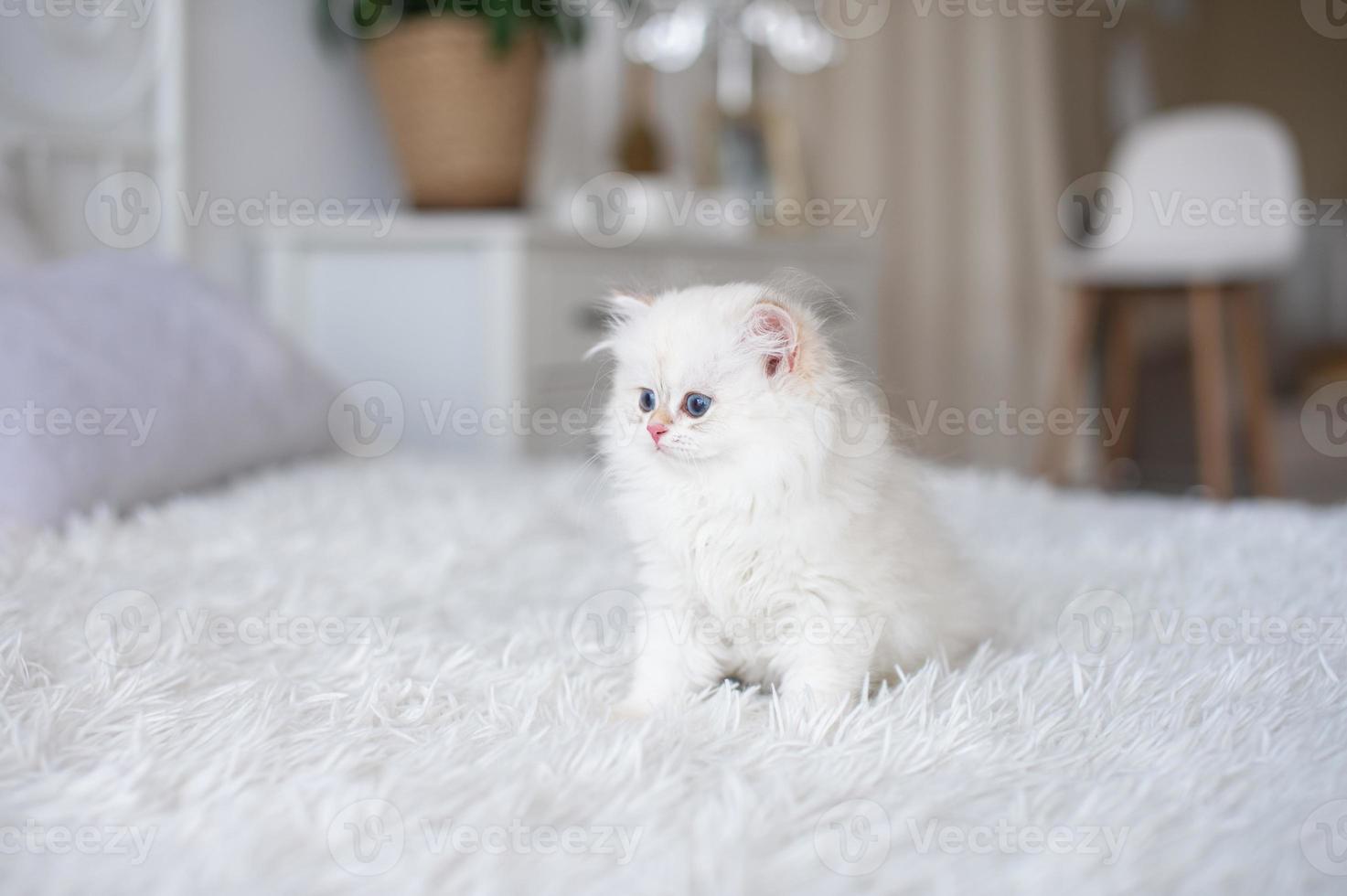 blanco pelo largo británico gatito foto