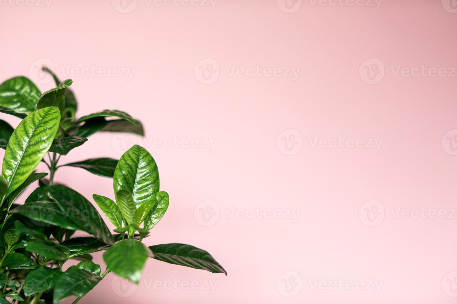 green leaves of the gardenia jasmine flower on a pink background photo