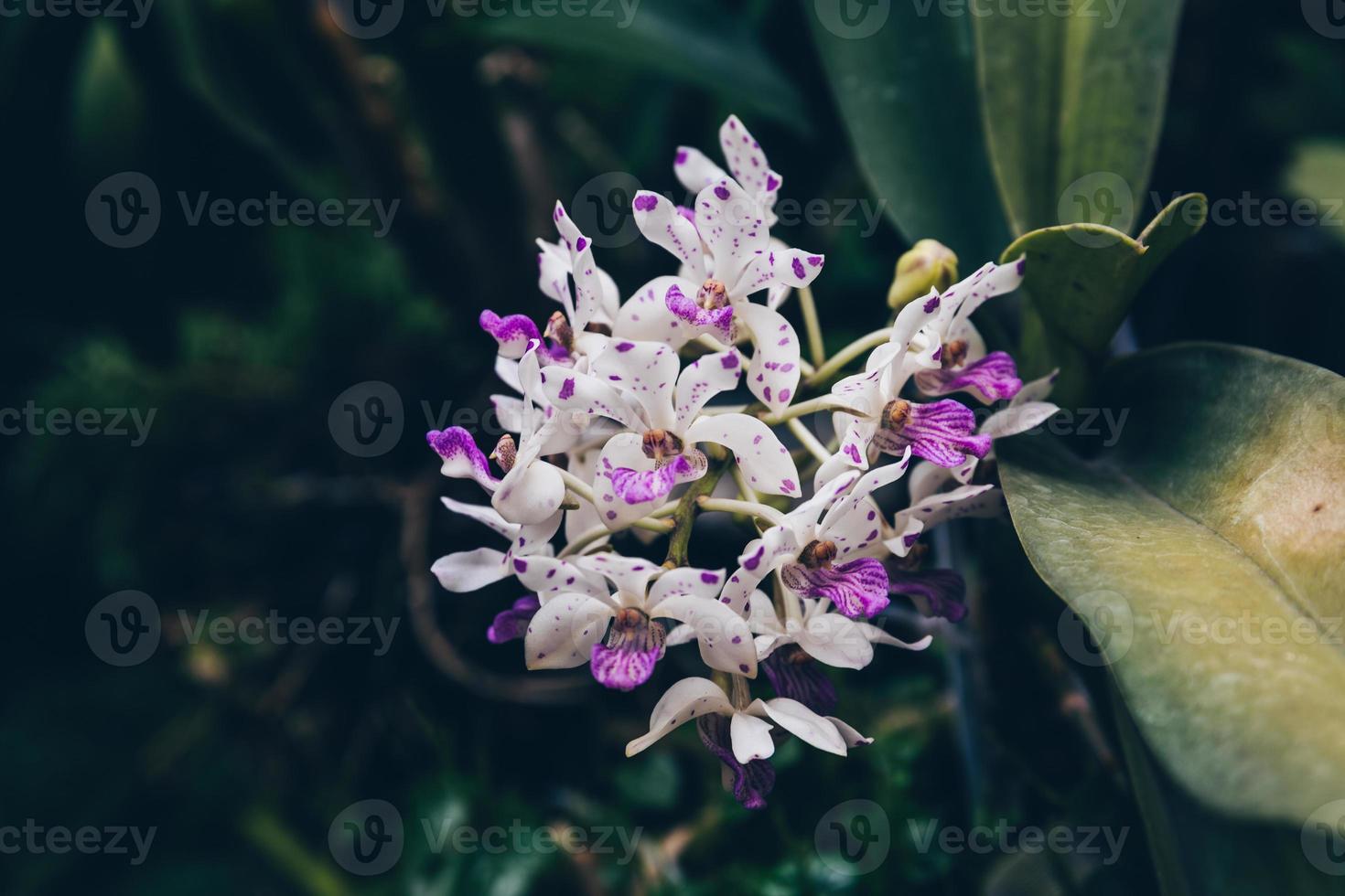 Photo of orchid flower blooming in the garden