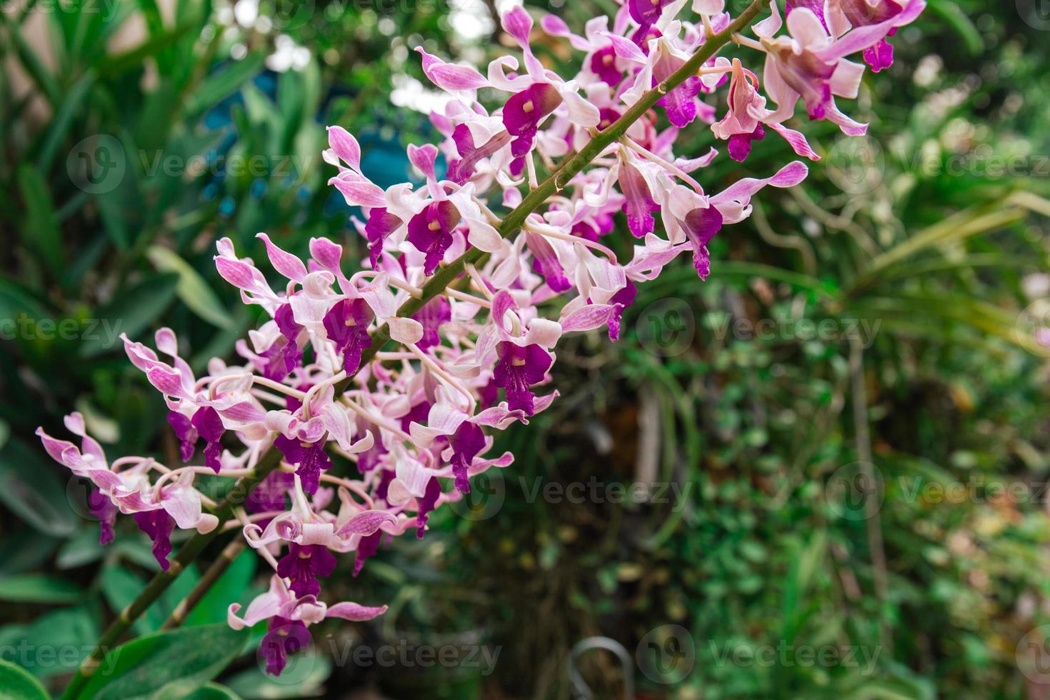 Photo of orchid flower blooming in the garden