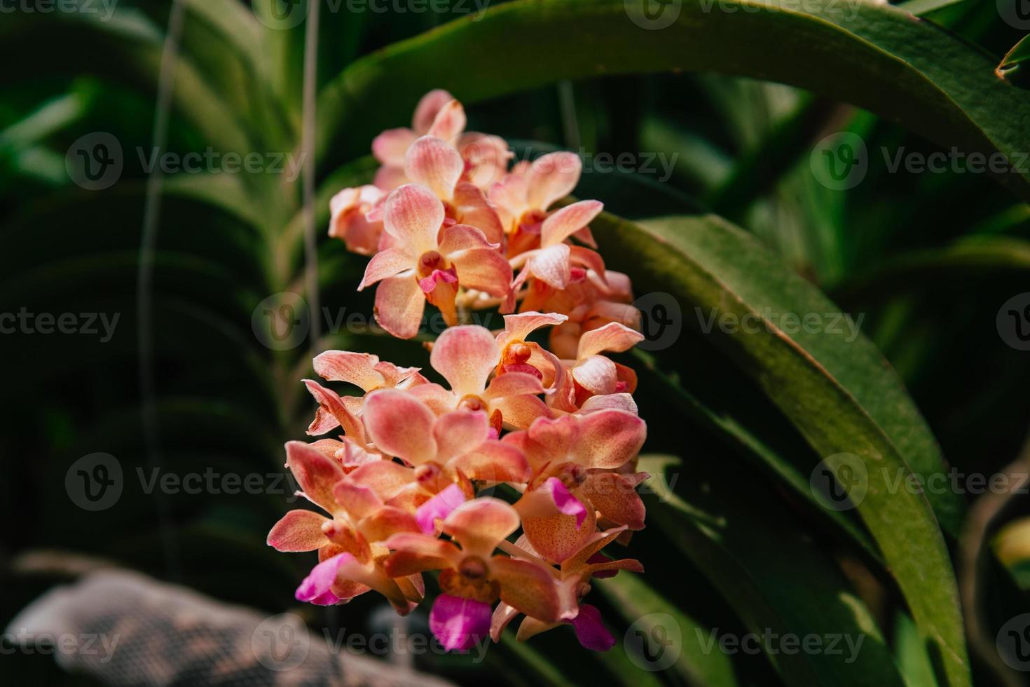 Photo of orchid flower blooming in the garden
