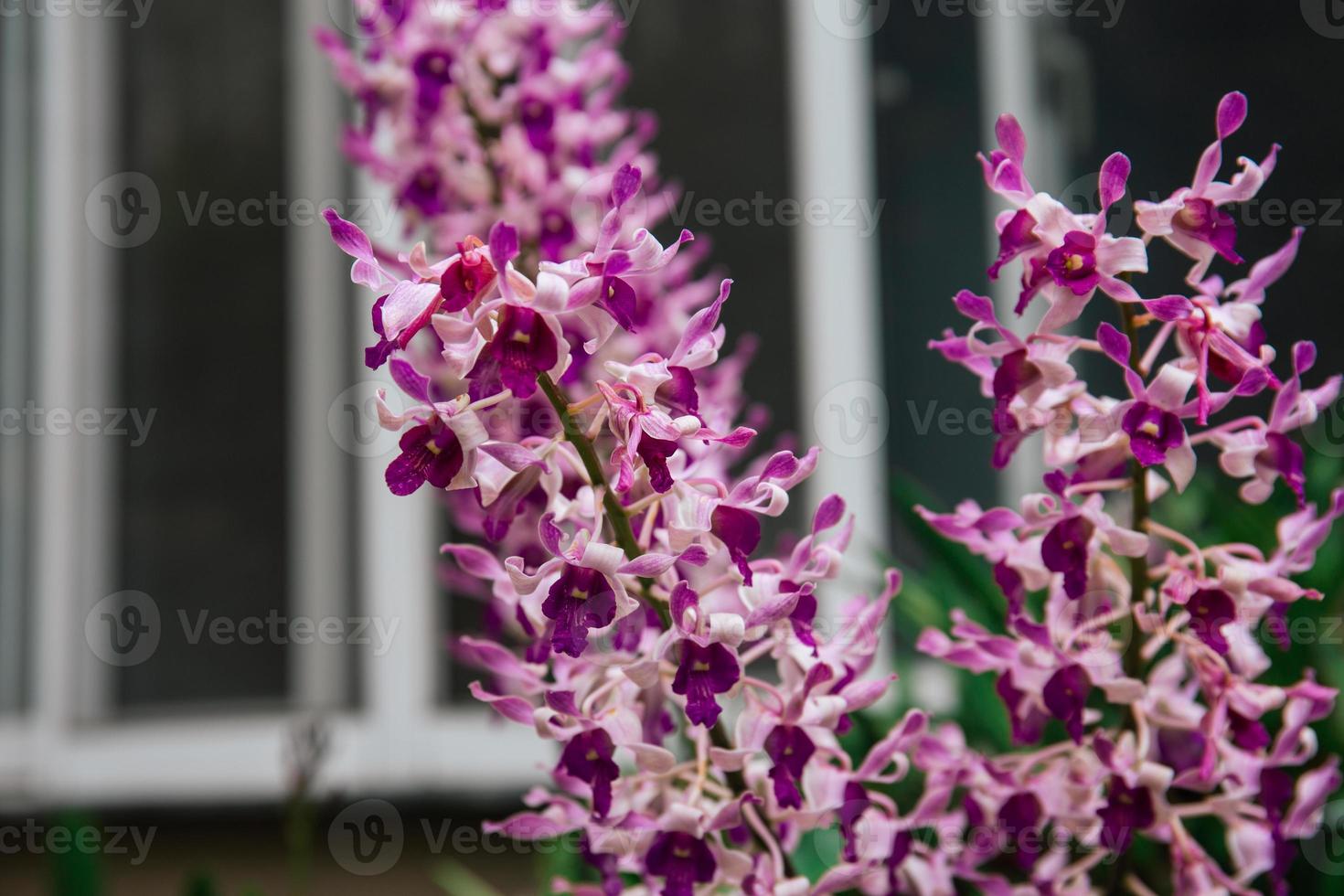Photo of orchid flower blooming in the garden