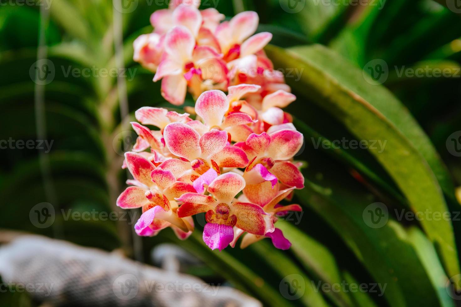 Photo of orchid flower blooming in the garden