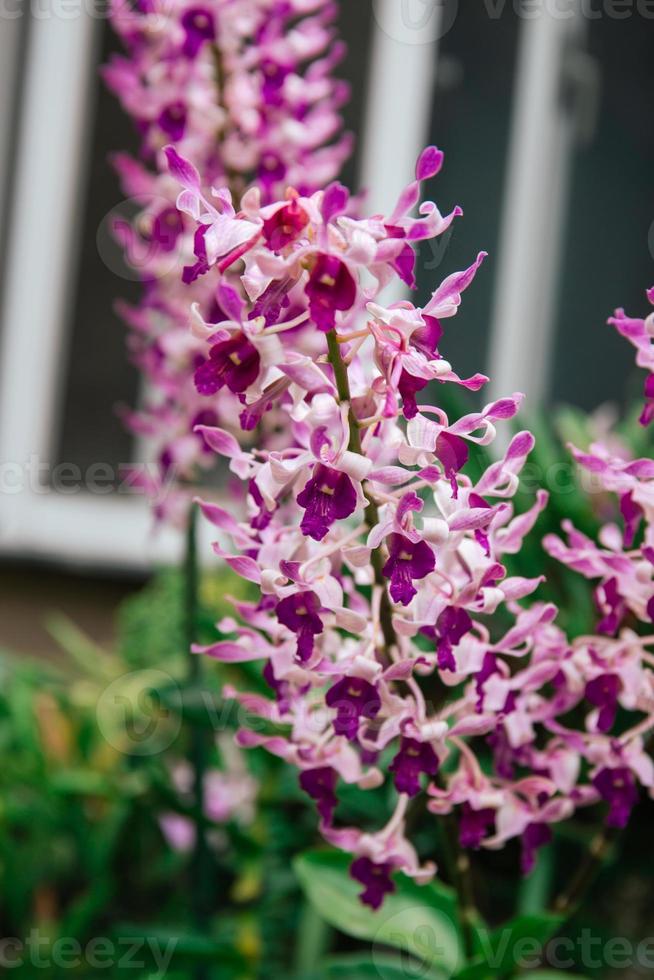 Photo of orchid flower blooming in the garden