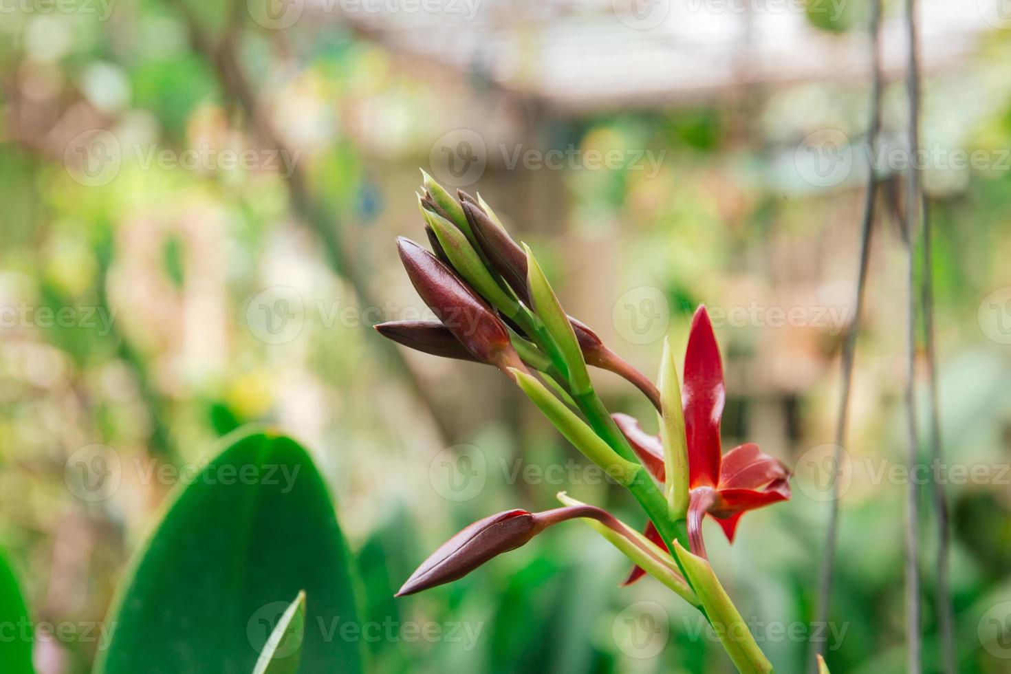 Photo of orchid flower blooming in the garden