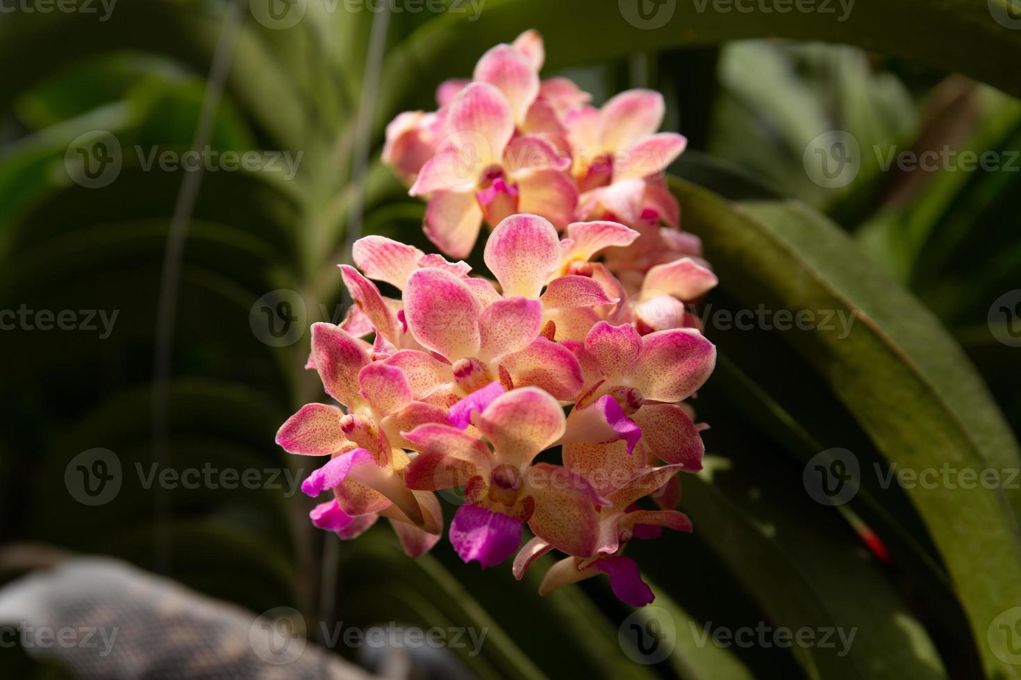 Photo of orchid flower blooming in the garden