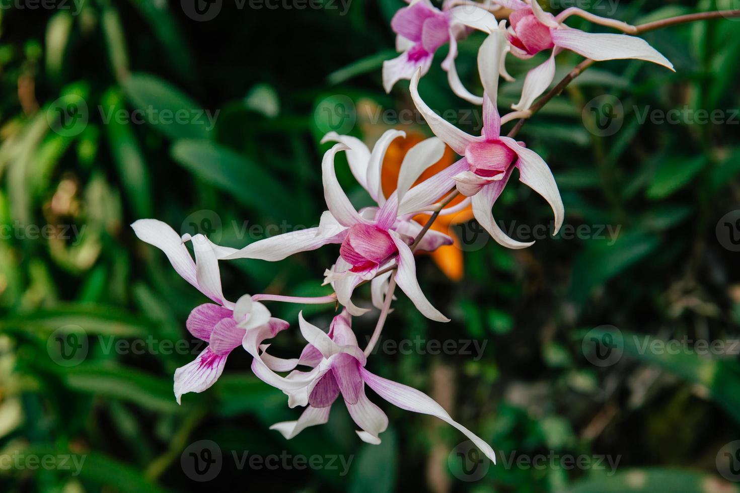 Photo of orchid flower blooming in the garden