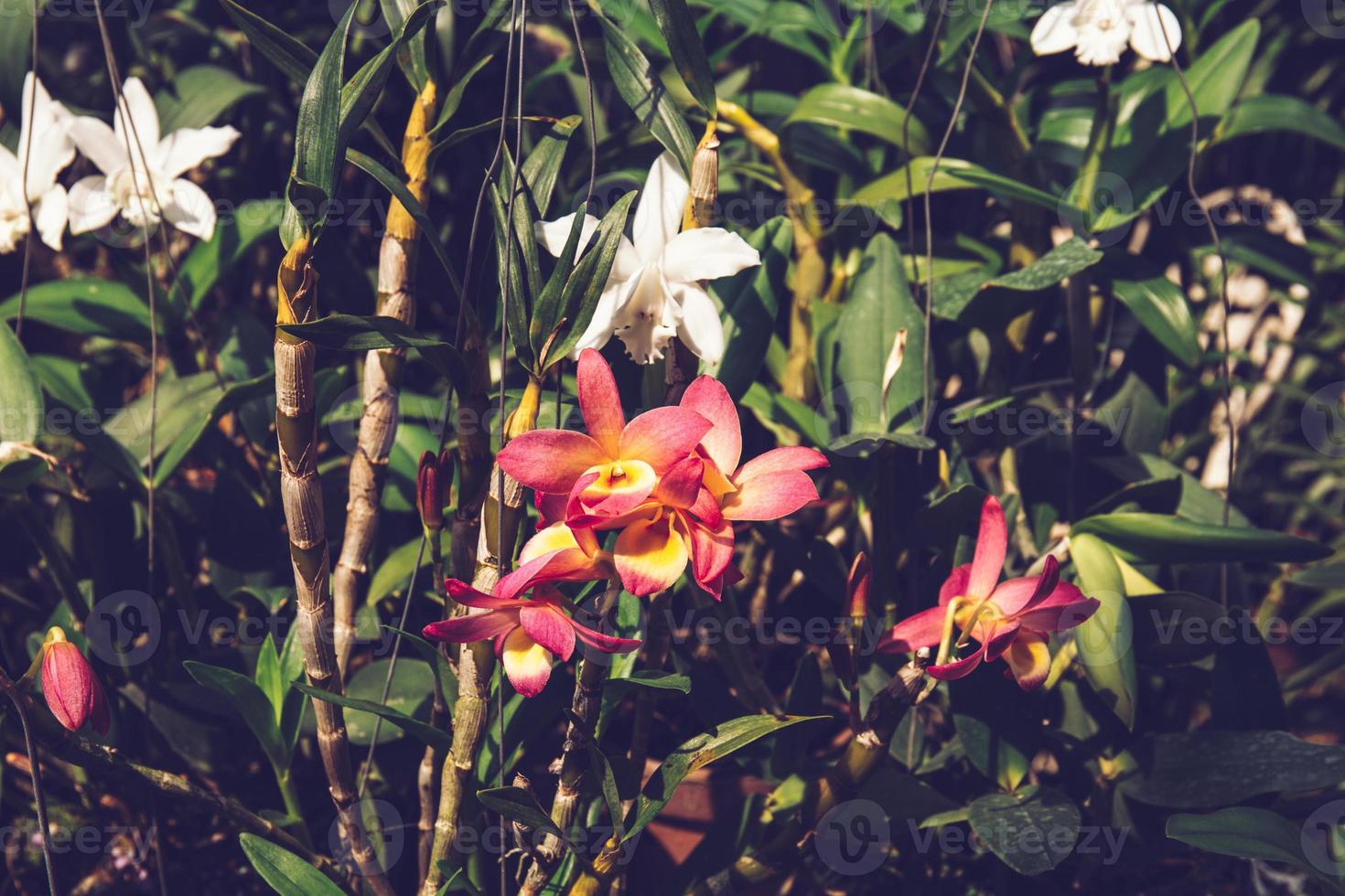 Photo of orchid flower blooming in the garden