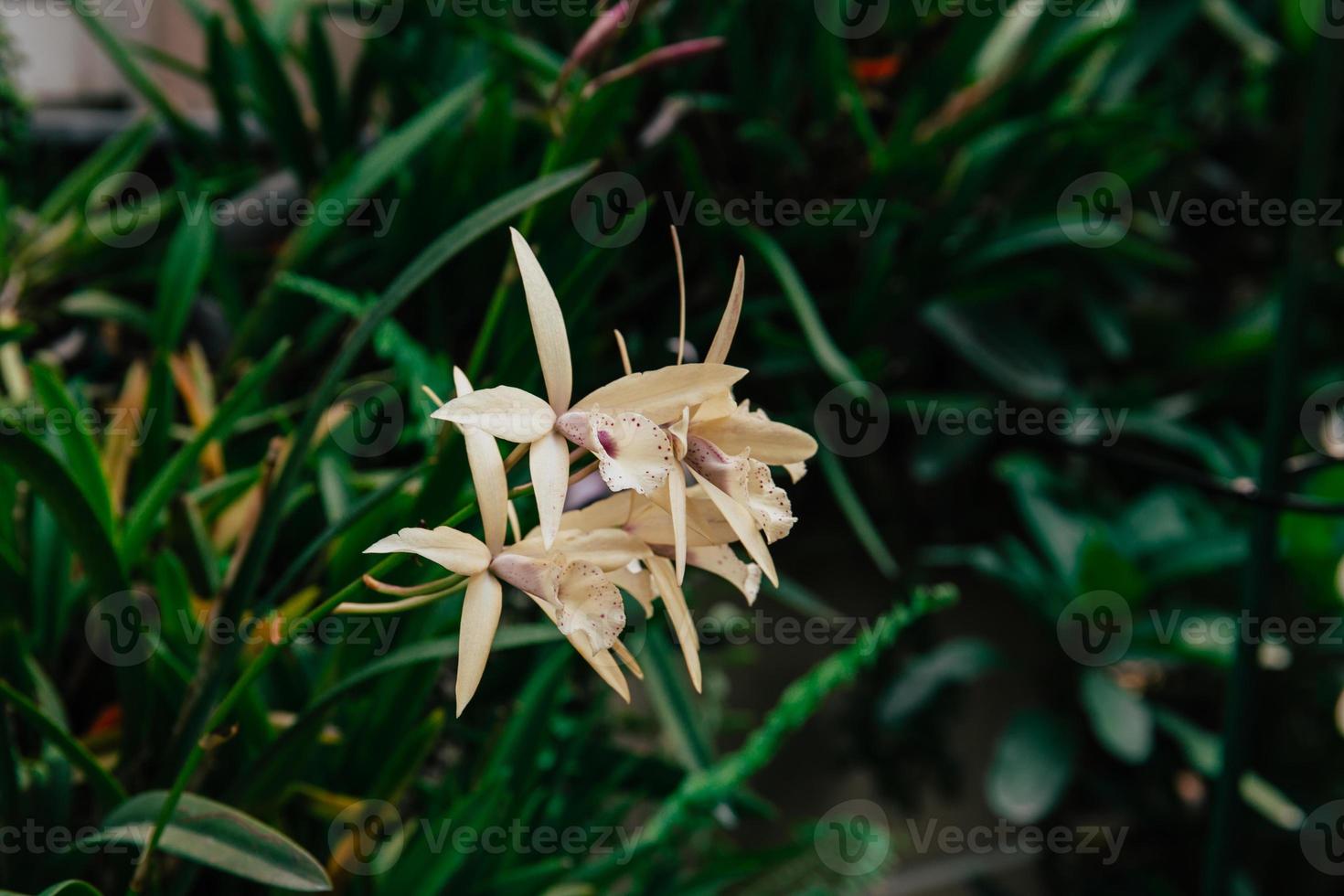 Photo of orchid flower blooming in the garden
