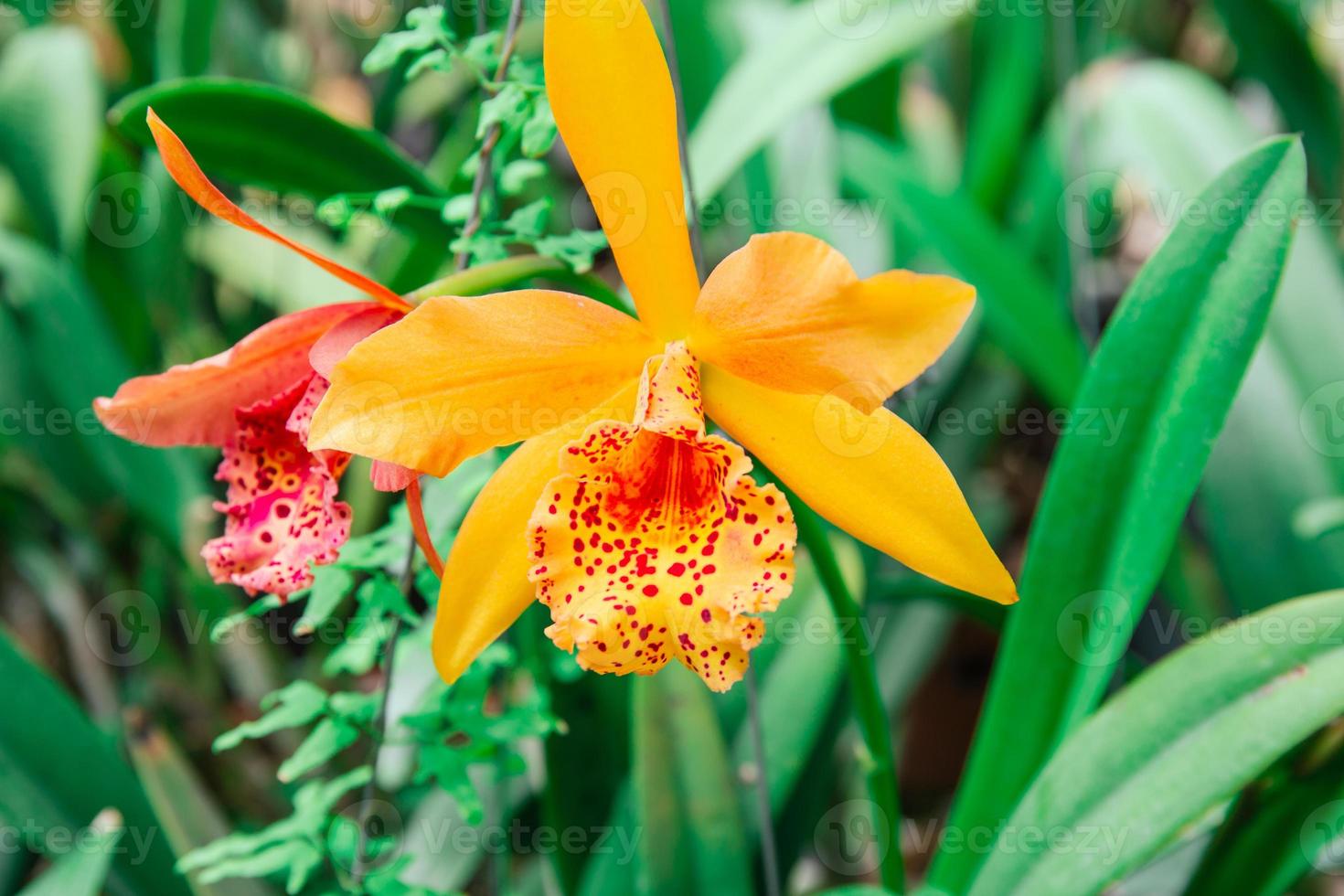 Photo of orchid flower blooming in the garden