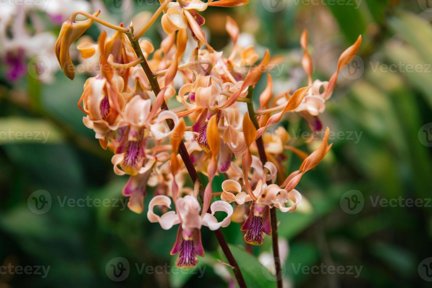 Photo of orchid flower blooming in the garden