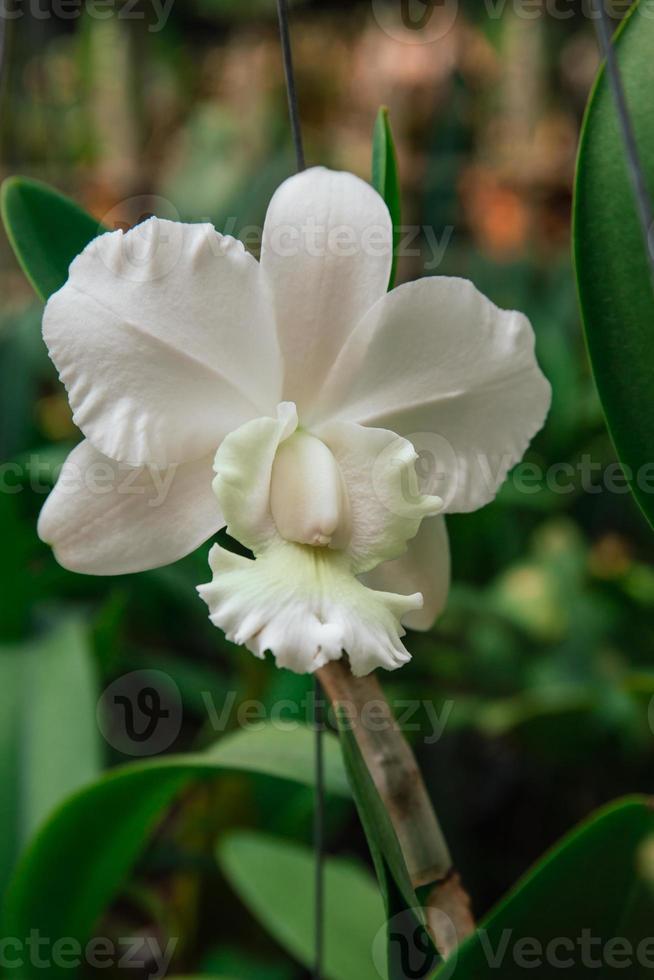 Photo of orchid flower blooming in the garden