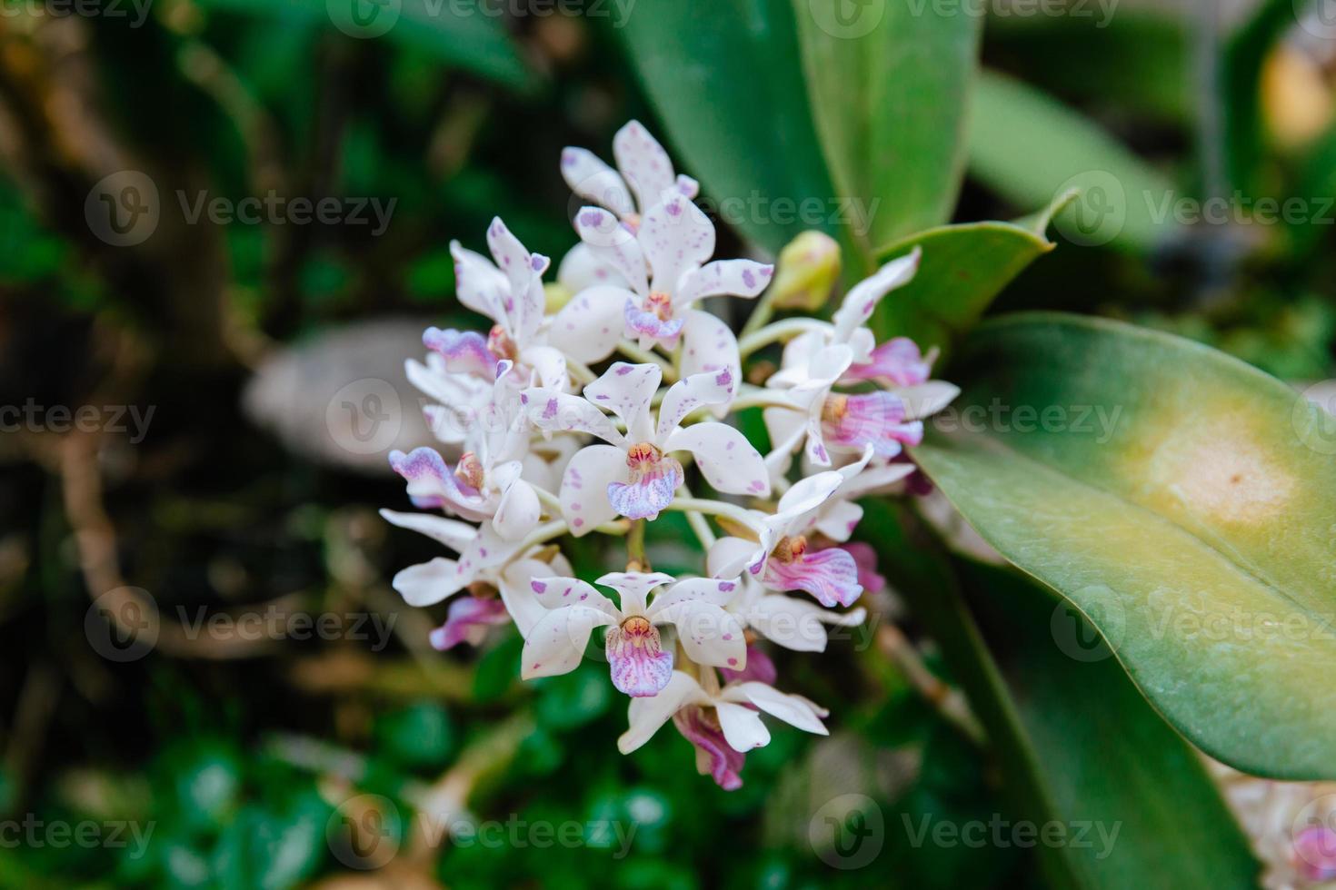 Photo of orchid flower blooming in the garden