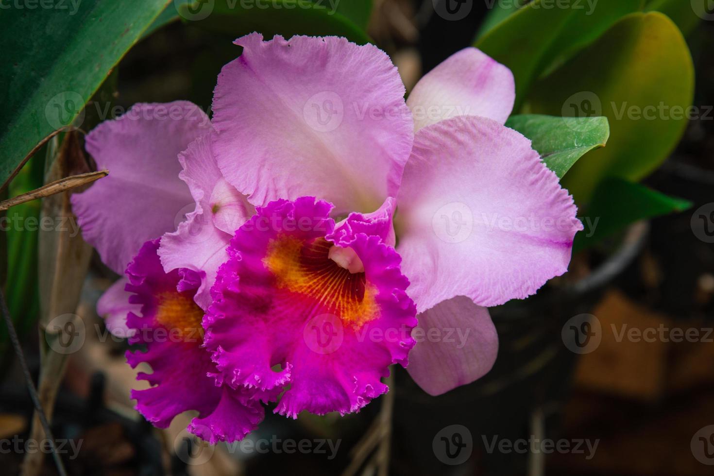 Photo of orchid flower blooming in the garden