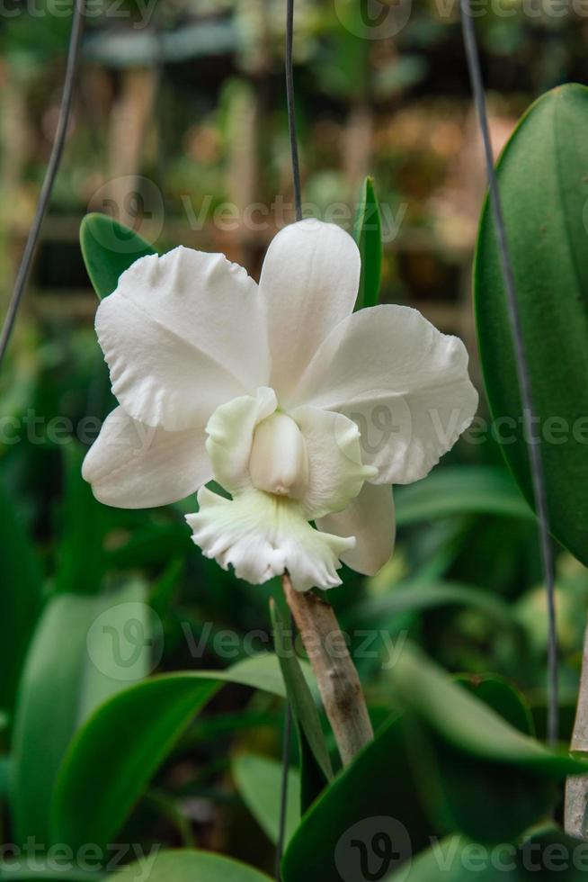 Photo of orchid flower blooming in the garden