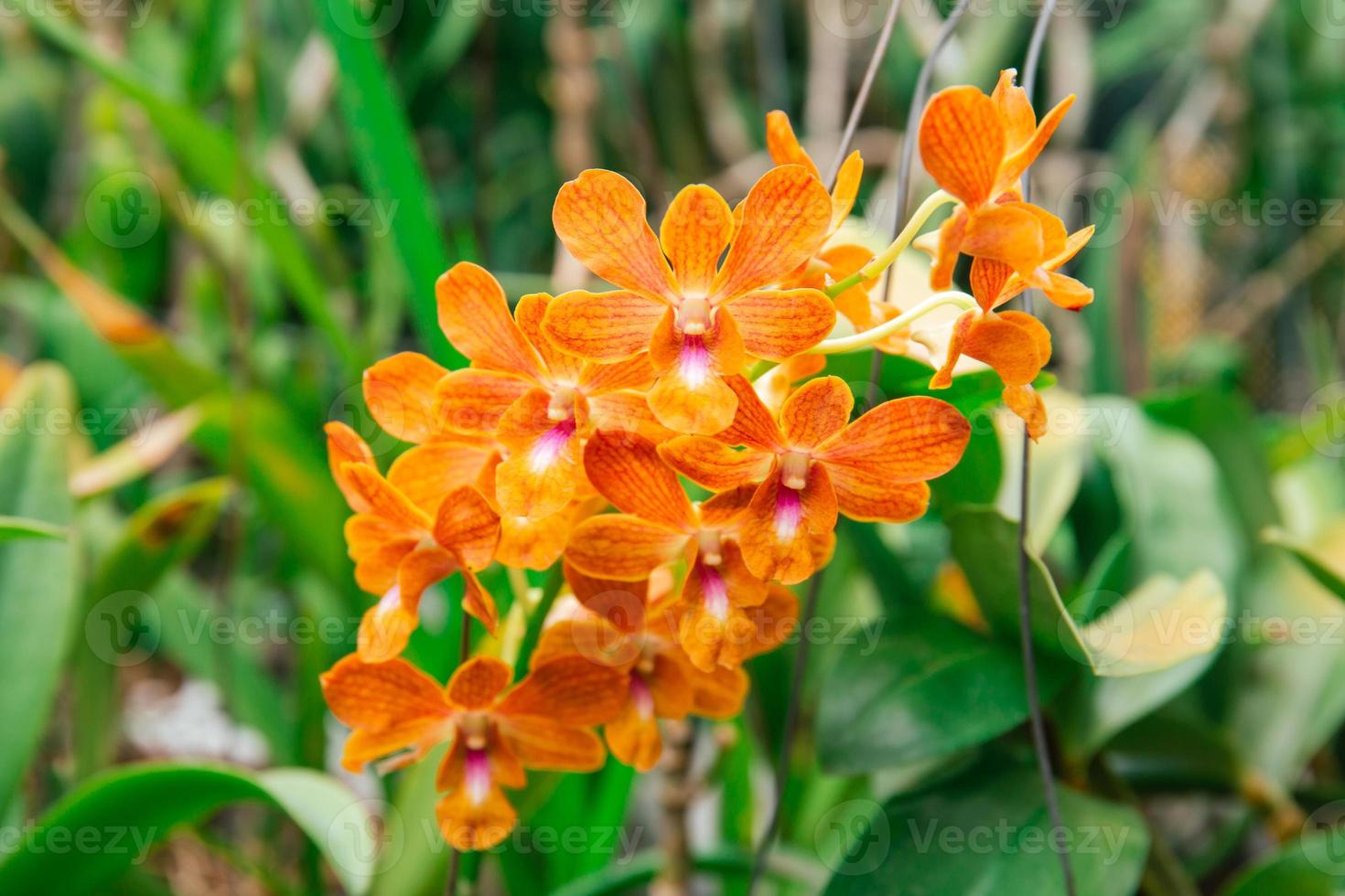 Photo of orchid flower blooming in the garden