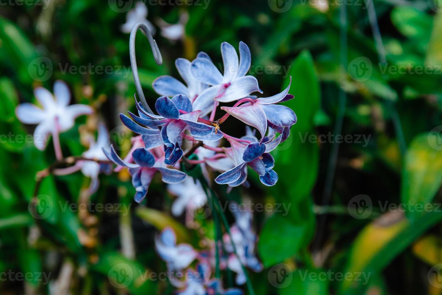 Photo of orchid flower blooming in the garden