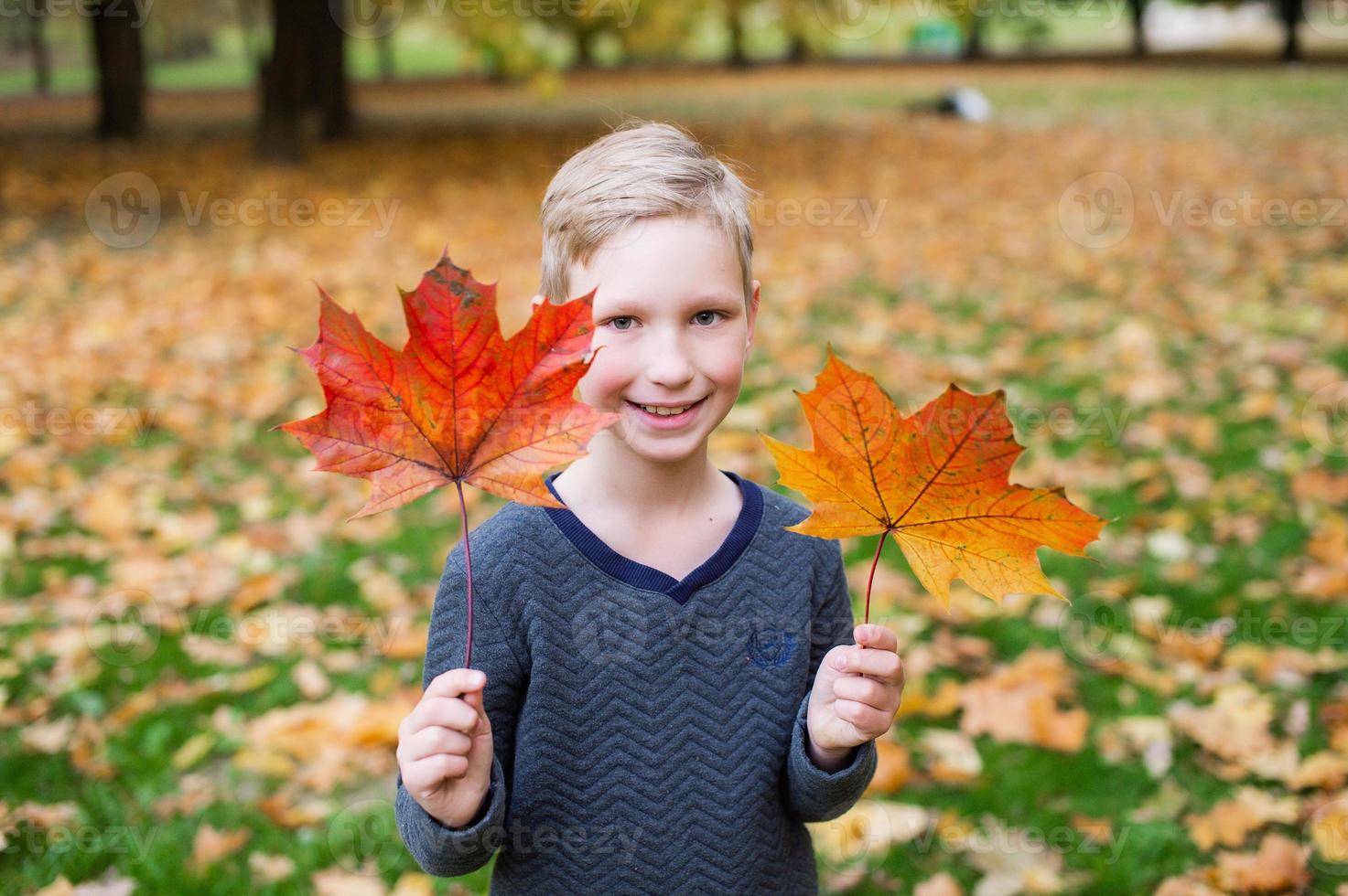 The boy holds a lot of yellow autumn leaves in his hands photo