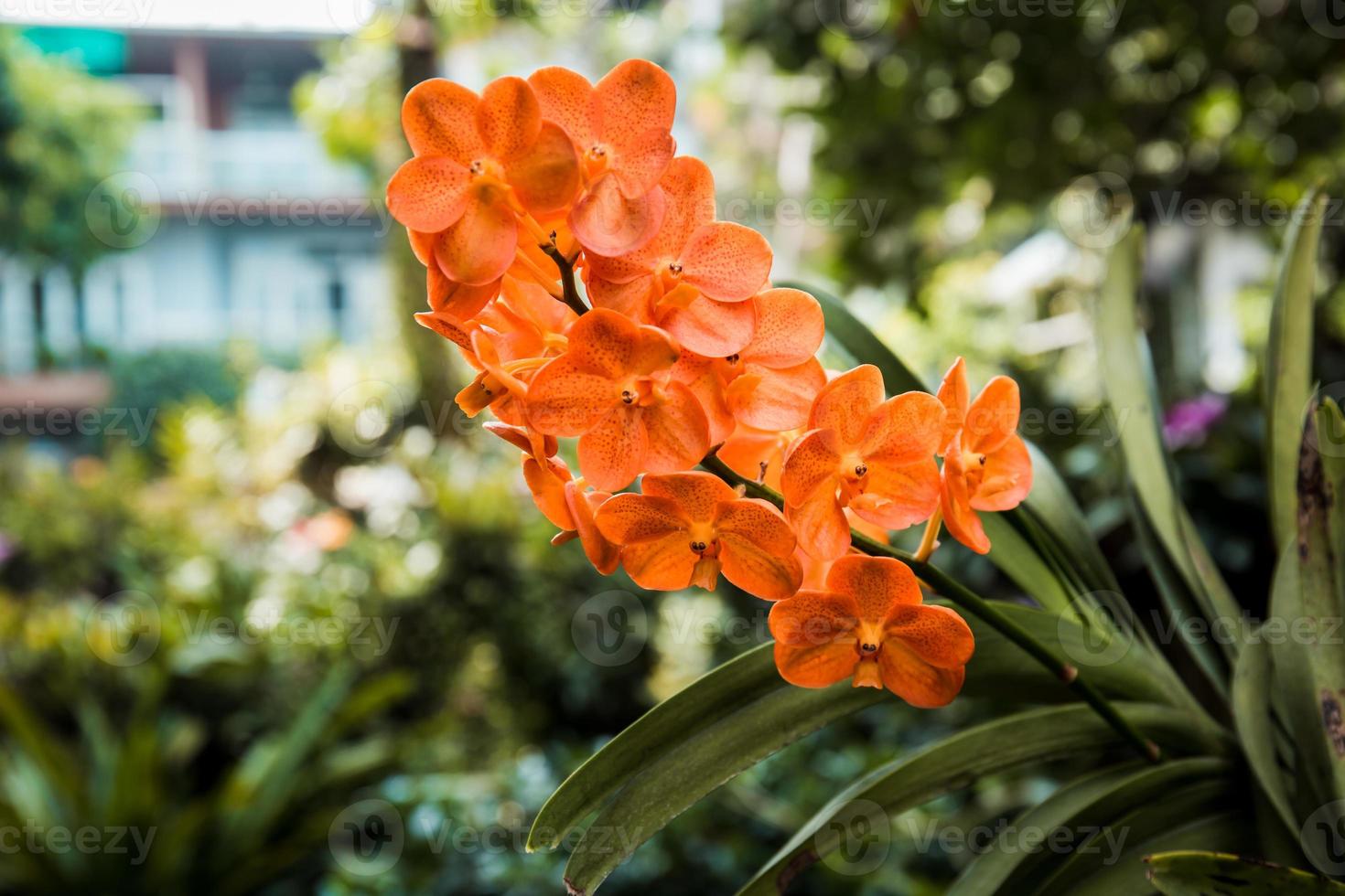 Photo of orchid flower blooming in the garden