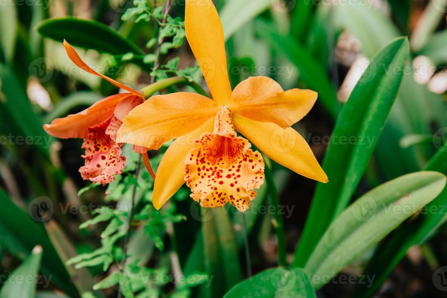 Photo of orchid flower blooming in the garden