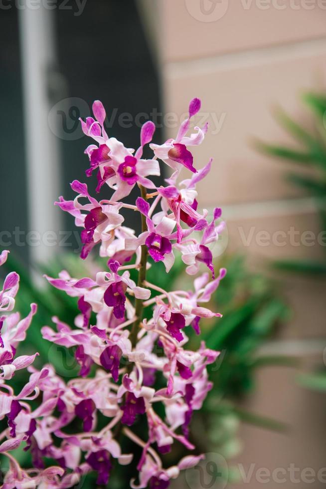 Photo of orchid flower blooming in the garden
