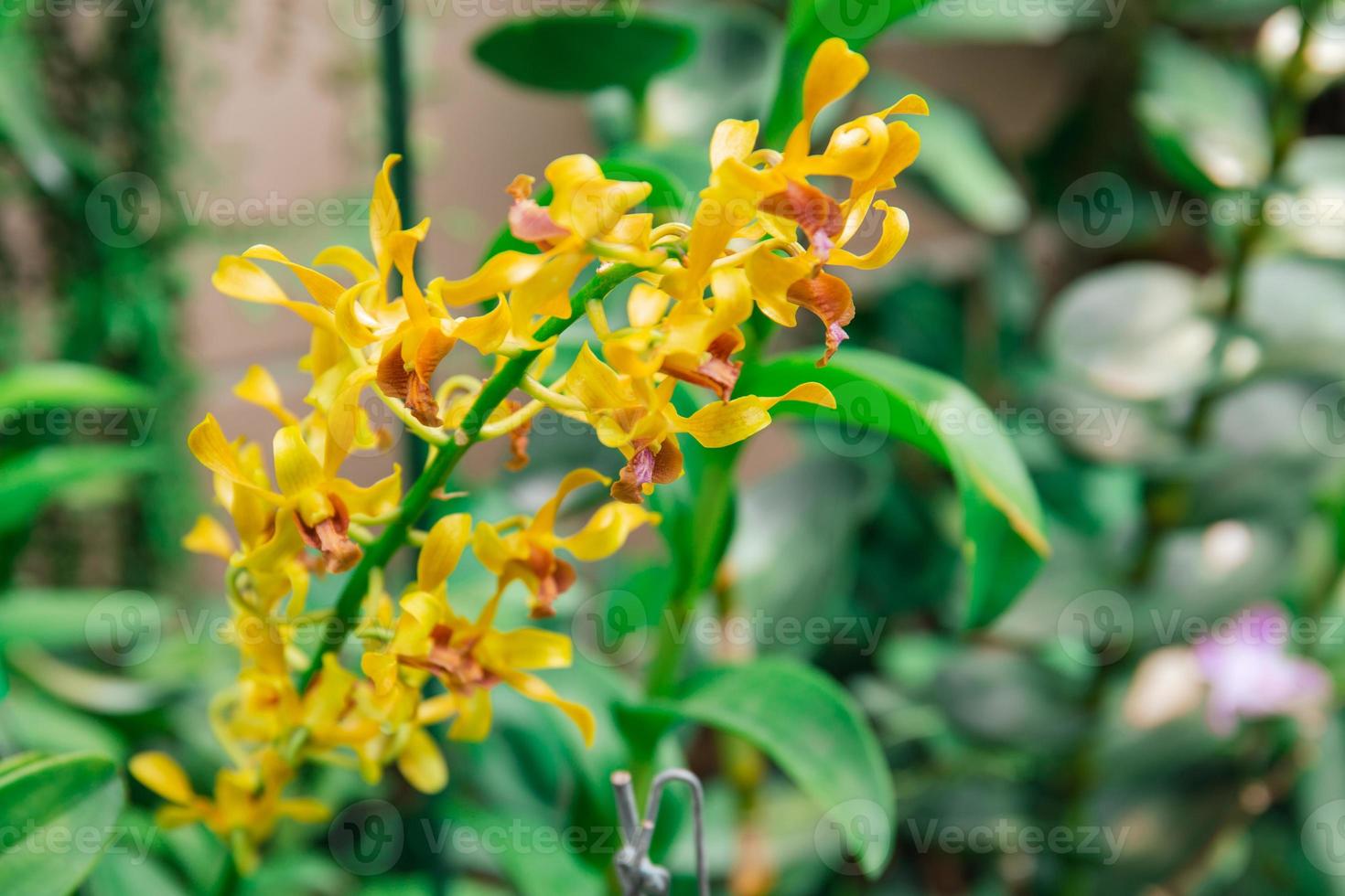 Photo of orchid flower blooming in the garden