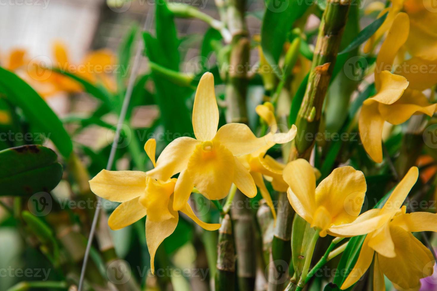 Photo of orchid flower blooming in the garden